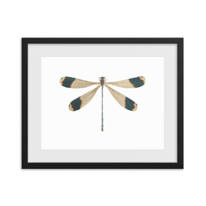 Downloadable: Giant Helicopter Damselfly images (.jpg .png) – TofuJoe