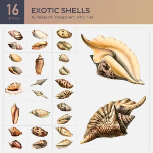 Exotic Shells Collection