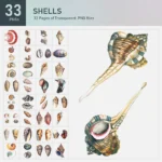 Shells Collection