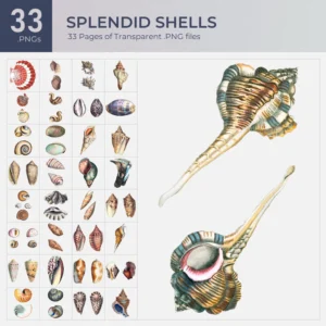 Splendid Shells Collection