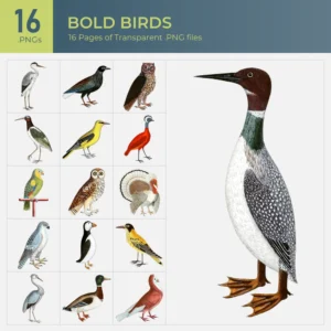 Bold Birds Collection