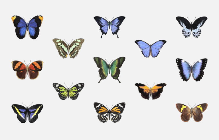 Exotic Butterflies of the Public Domain