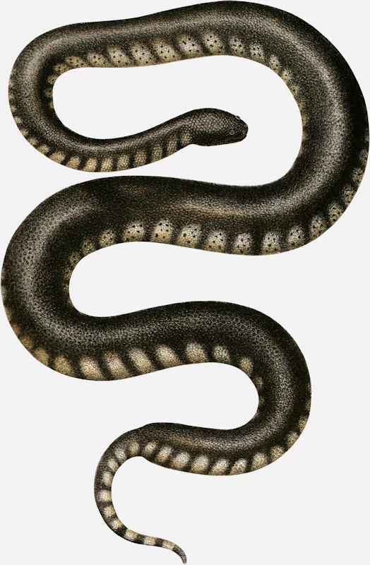 Elephant Trunk Snake (Acrochordus javanicus)