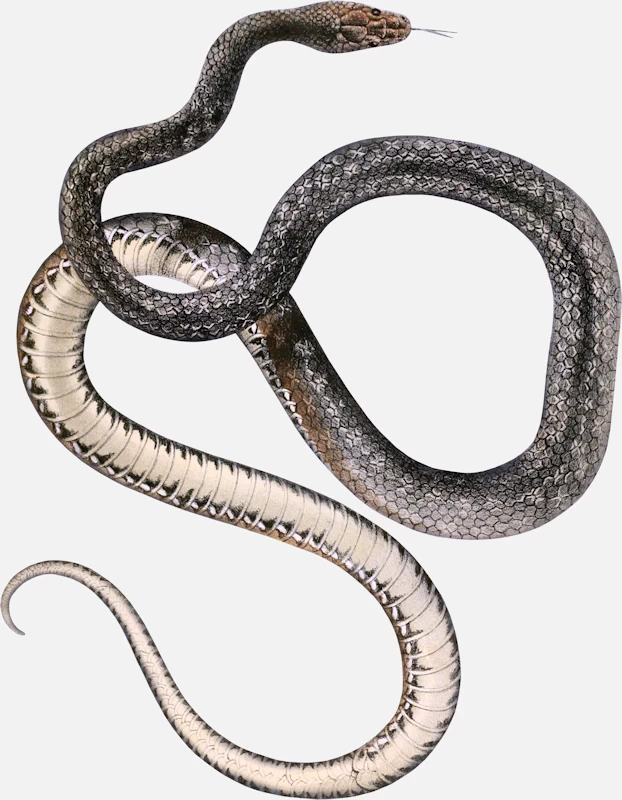 Aesculapian Snake