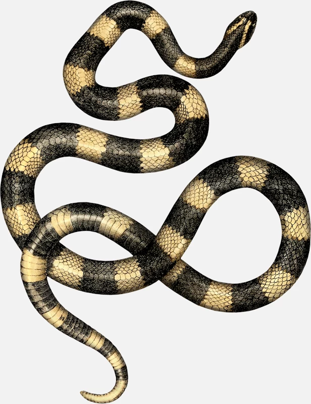 Banded Krait (Bungarus fasciatus)