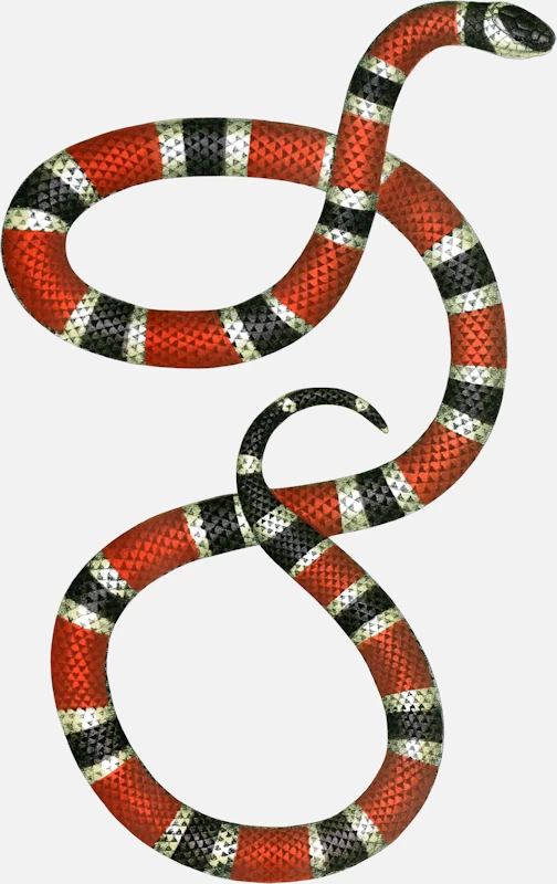 Painted Coral Snake (Micrurus corallinus)