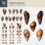 Sandy Shells Collection