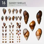 Sandy Shells Collection