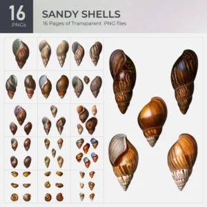 Sandy Shells Collection