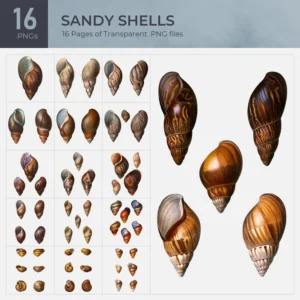 Sandy Shells Collection