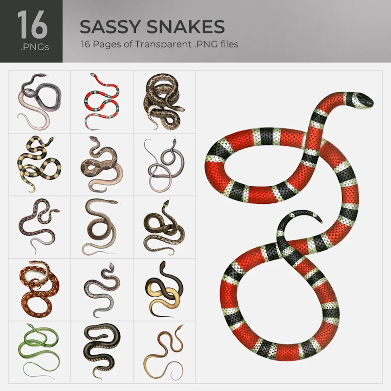 Sassy Snakes Collection