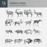 Animals (1836) Collection