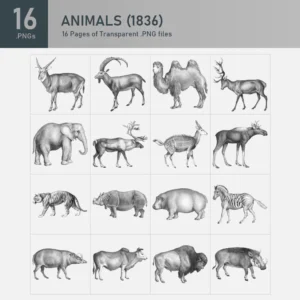 Animals (1836) Collection