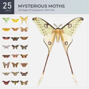 Moths Collection