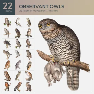 Observant Owls Collection