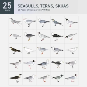 Seagulls, Terns, Skuas Collection