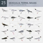 Seagulls, Terns, Skuas Collection