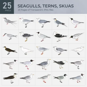 Seagulls, Terns, Skuas Collection