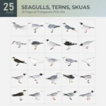 Seagulls, Terns, Skuas Collection