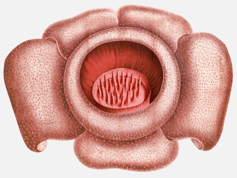 image of rafflesia patma corpse flower
