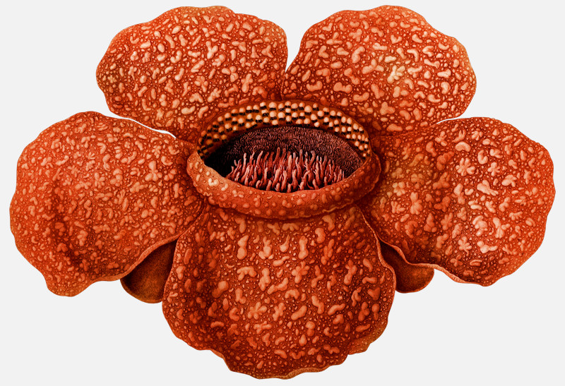 image of rafflesia arnoldi corpse flower