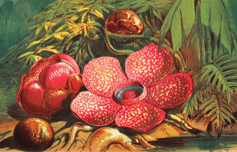 Rafflesia Arnoldii