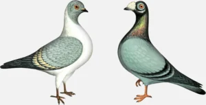 Dragoon and Triganica Pigeons Birds