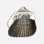 Grand Ark Shell