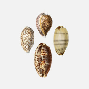 The Panther Cowry, the Eyed Cowrie, and the Tortoise Cowry Shells