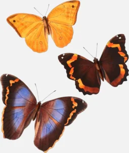 Butterflies: ‘Opsiphanes Boisduvallii’, ‘O. Sallei’ and ‘O. Reevesii’