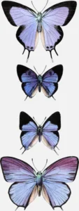 Butterflies: ‘Polyommattus Marsysus’, ‘P. Narbal’, ‘P. Longinus’ and ‘P. Helus’