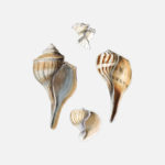 Latiaxis Mawae, The Channeled Whelk, Pear Whelk, and Melapium Lineatum Shells