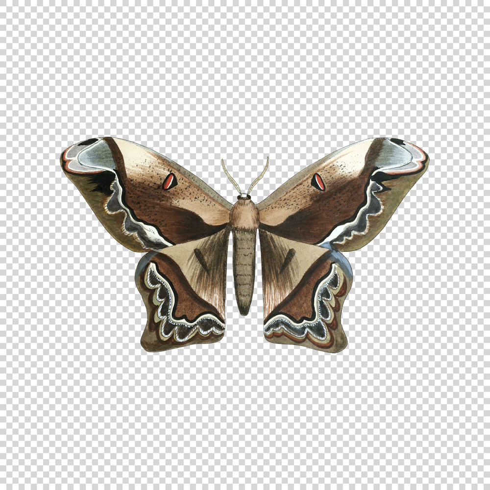 Downloadable Rhescyntis Hercules Moth Png TofuJoe