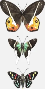 Butterflies: ‘Satyrus Neveis’, ‘S. Orion’ and ‘Lesperia Versicolor’