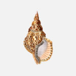 Atlantic Triton Shell