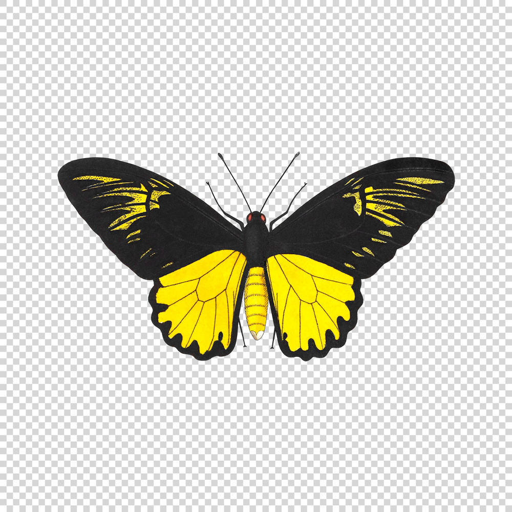 Downloadable: van de Poll's Birdwing butterfly images (.jpg .png) - TofuJoe