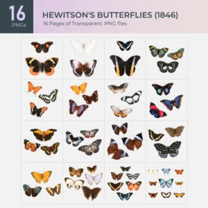 Hewitson's Butterflies Collection