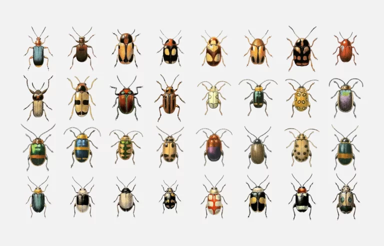 Insect Images of the Public Domain