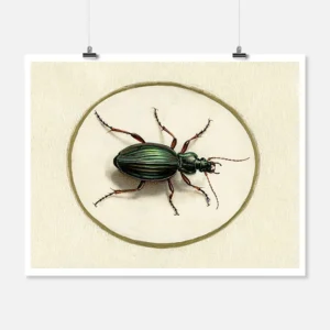 Beetle Poster