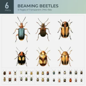 Beetles Collection