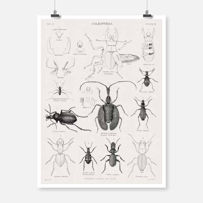 Coleoptera Beetles