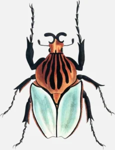 Scarab Beetle