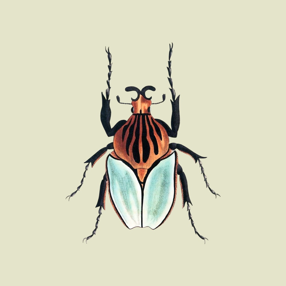 Scarab Beetle Insect - TofuJoe