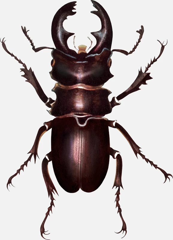 Stag Beetle