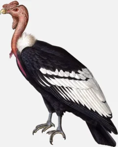 Andean Condor