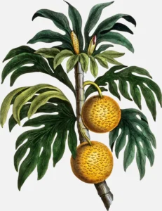 Breadfruit