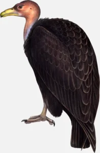 California Condor