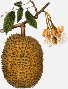 Durian