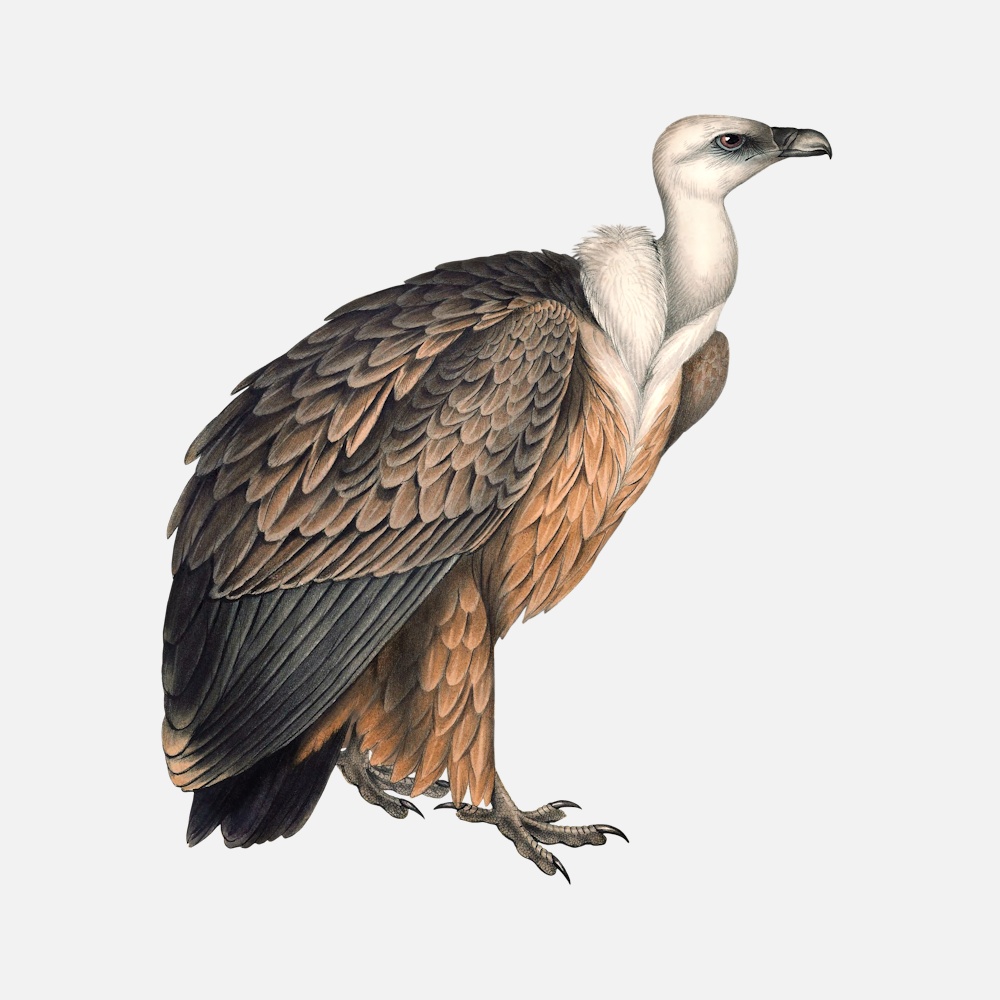 Vultures Birds Collection - TofuJoe