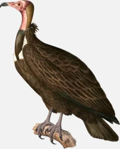 Hooded Vulture